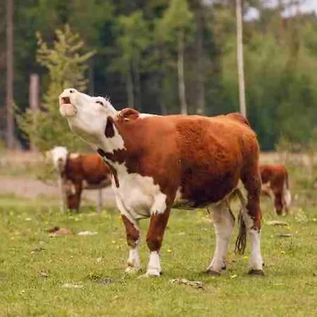 Pensionat Mickels Bondgardsglamping