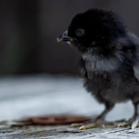 Mickels Bondgardsglamping Pensionat